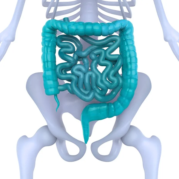 Anatomía Del Intestino Grueso Del Sistema Digestivo Humano — Foto de Stock