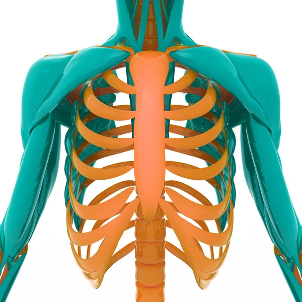 Human Skeleton Anatomy Ribs Ilustración — Foto de Stock