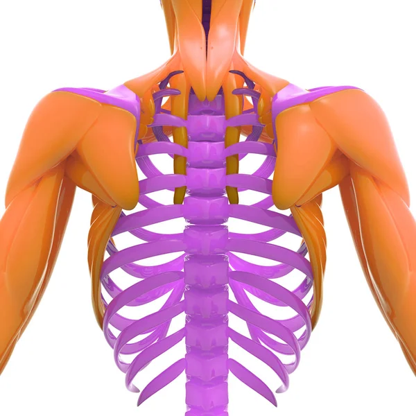 Menselijke Skeletanatomie Ribben Illustratie — Stockfoto