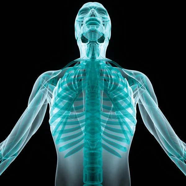 Anatomie Des Menschlichen Skelettsystems Illustration — Stockfoto