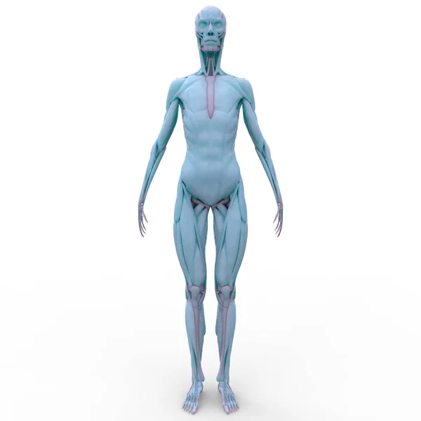 Emberi Csontváz Rendszer Anatómia Illusztráció — Stock Fotó
