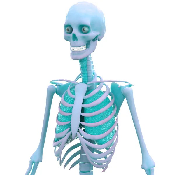 Lidská Kosterní Anatomie Ribs Ilustrace — Stock fotografie