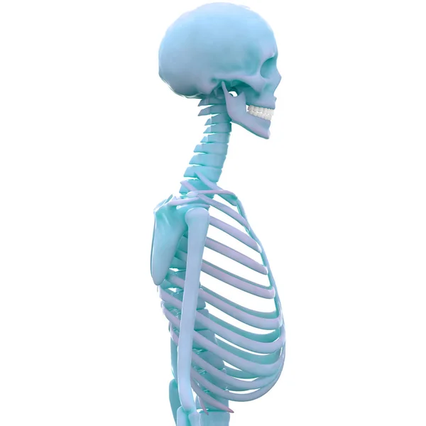 Human Skeleton System Axial Skeleton Anatomy Illustration — Stock Photo, Image