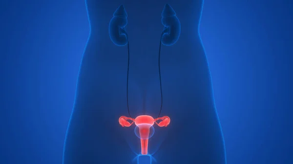 Anatomía Del Sistema Reproductivo Femenino Ilustración — Foto de Stock