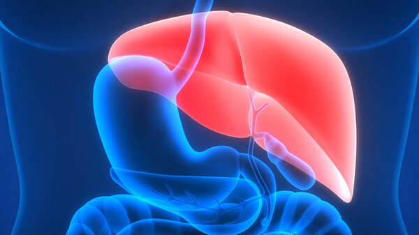 Human Internal Digestive Organ Liver Anatomy. 3D