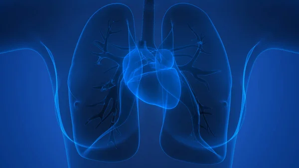 Human Respiratory System Lungs Anatomy — стокове фото