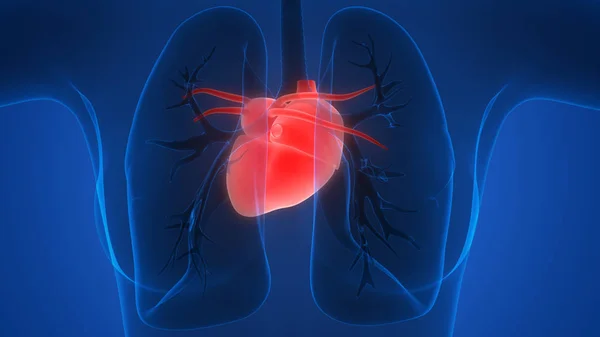 Anatomia Polmonare Del Sistema Respiratorio Umano — Foto Stock