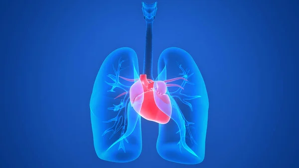 Грезы любви. Сердце последним дыханием. Сердце последним дыханием. Океан любви. Сердечно сосудистая и дыхательная система.