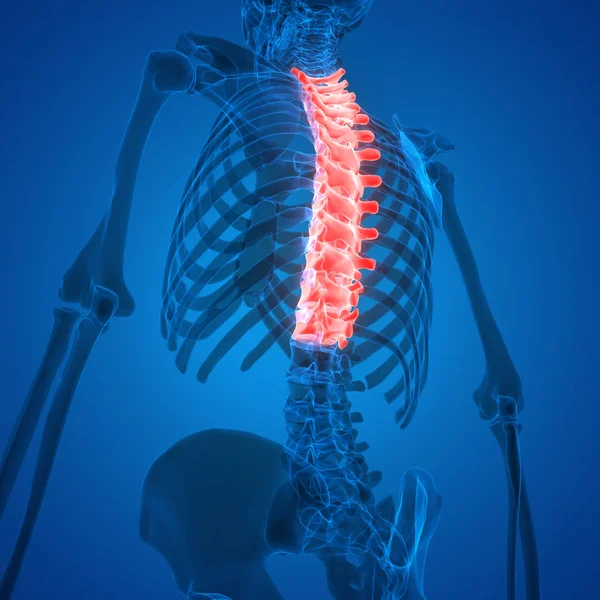 Human Body Bone Pains (Spinal Cord). 3D - Illustration