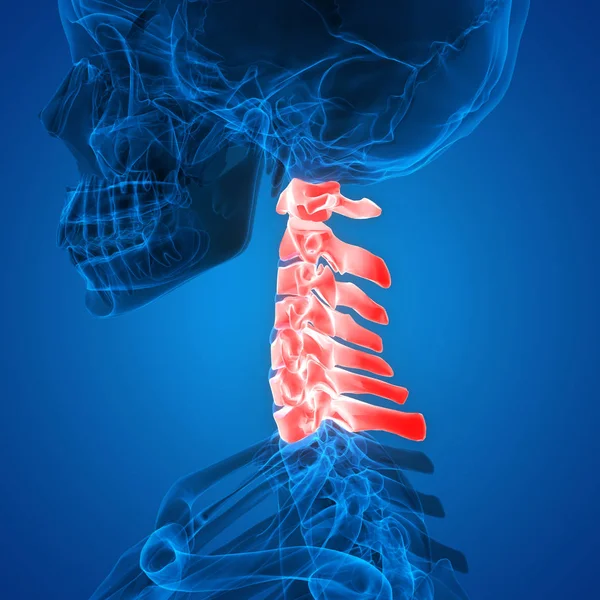 Menneskelige Skelet System Vertebral Kolonne Cervikale Ryghvirvler Anatomi Illustration - Stock-foto