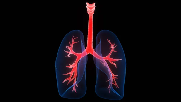 Órganos Del Cuerpo Humano Pulmones Anatomía Ilustración —  Fotos de Stock