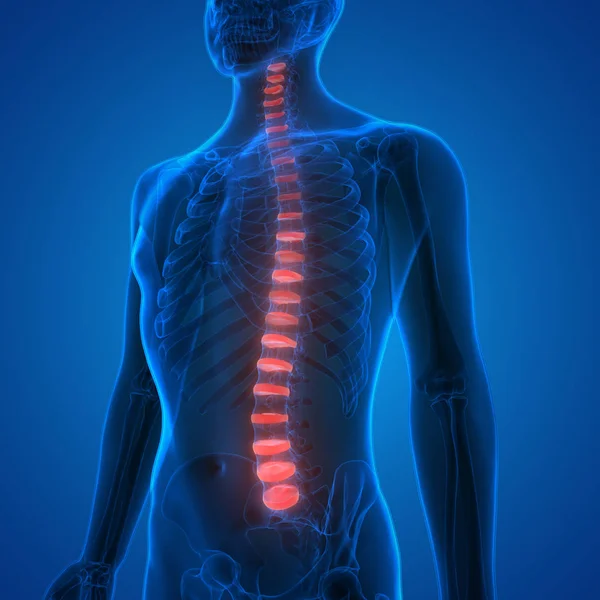 Human Body Bone Pains (Spinal Cord). 3D - Illustration