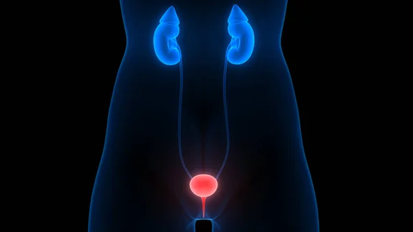 Sistema Urinário Humano Anatomia Dos Rins — Fotografia de Stock