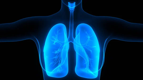 Human Respiratory System Lungs Anatomy — стокове фото