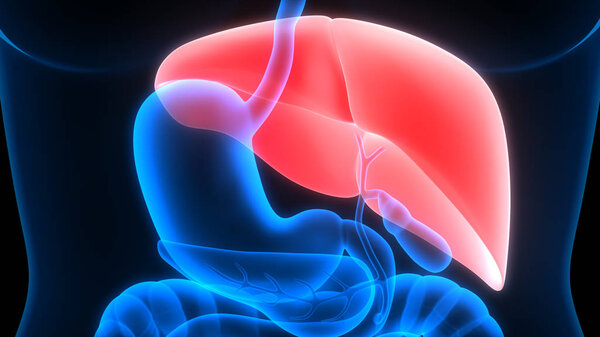 Human Internal Digestive Organ Liver Anatomy. 3D