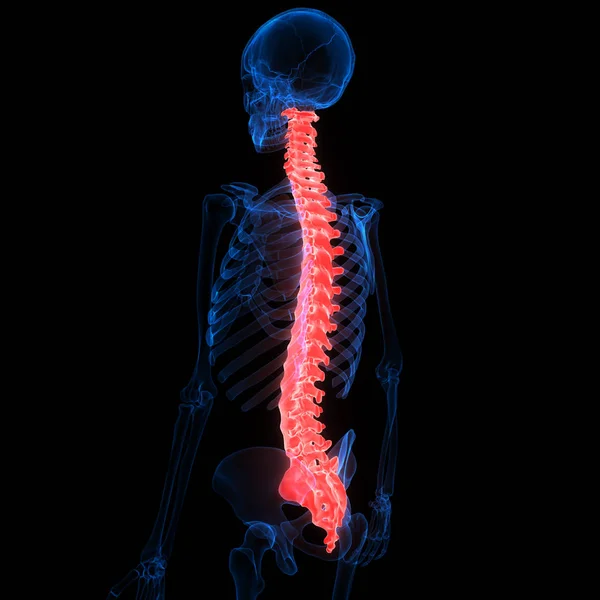 Human Skeleton System Vertebral Column Anatomy Illustration — стокове фото