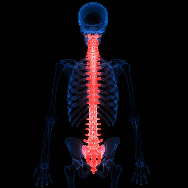 Human Skeleton System Vertebral Column Anatomy Illustration — ストック写真