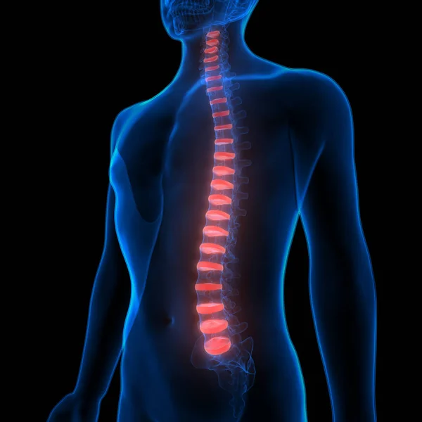 Human Skeleton System Vertebral Column Anatomy. 3D - Illustration