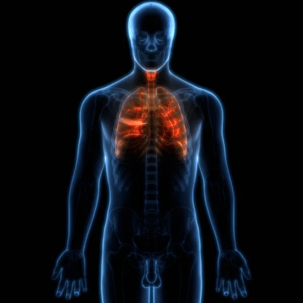 Human Respiratory System Lungs Anatomy — Stock Photo, Image