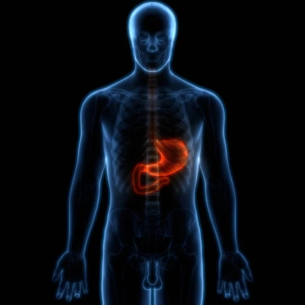 Human Digestive System Stomach Anatomy Anterior View — Stock Photo, Image