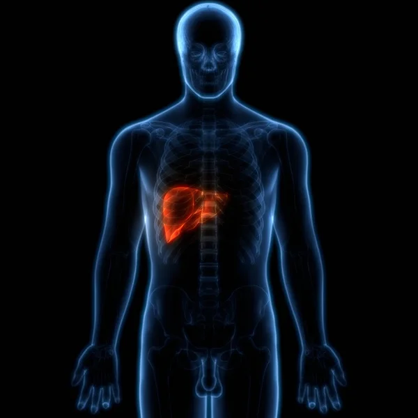 Ludzki Wewnętrzny Organ Trawienny Anatomia Wątroby — Zdjęcie stockowe