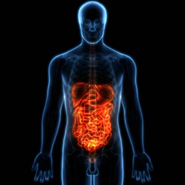 Anatomía Del Sistema Digestivo Humano Estómago Con Intestino Delgado — Foto de Stock