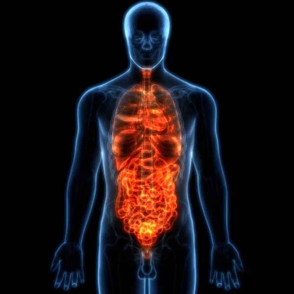 Apparato Digerente Umano Anatomia Stomaco Con Intestino Tenue — Foto Stock