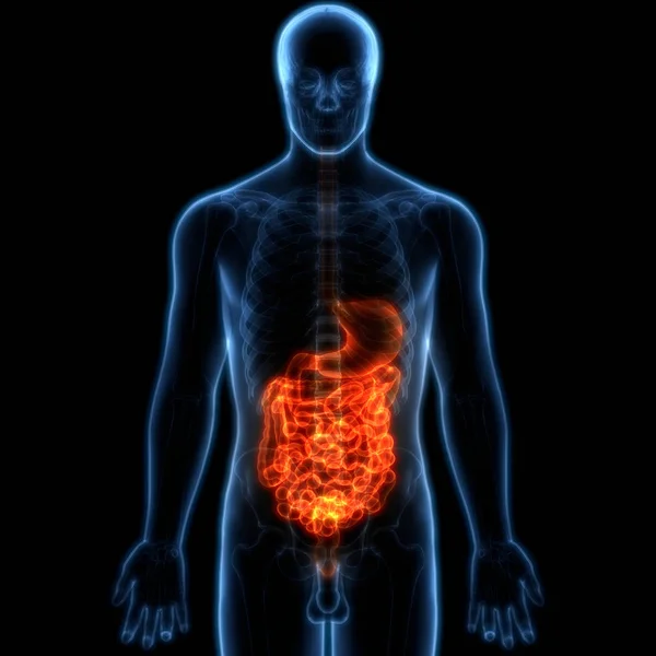 Anatomie Pulmonaire Système Respiratoire Humain — Photo