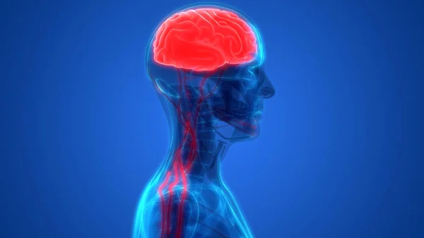 Anatomia Ludzkiego Mózgu Ilustracja — Zdjęcie stockowe