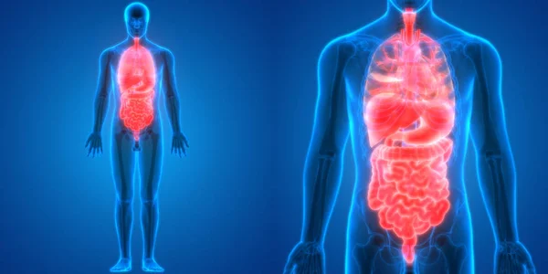 Apparato Digerente Umano Anatomia Stomaco Con Intestino Tenue — Foto Stock