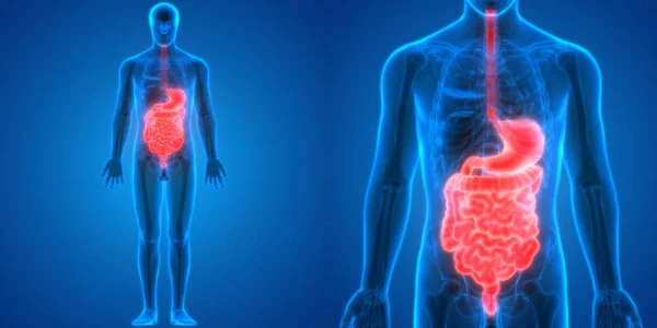 Anatomía Del Sistema Digestivo Humano Estómago Con Intestino Delgado —  Fotos de Stock