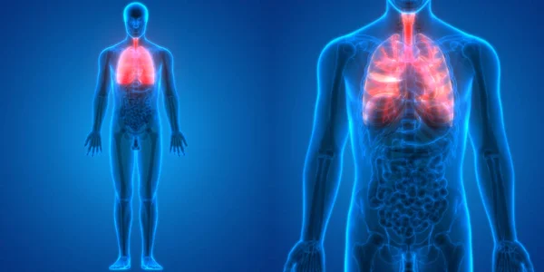 Anatomie Pulmonaire Système Respiratoire Humain — Photo