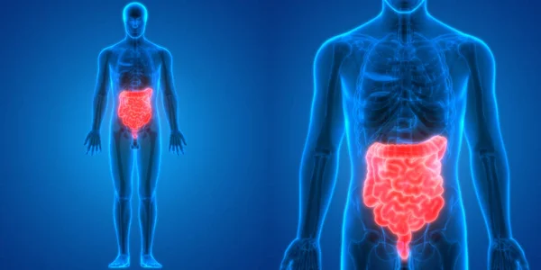 Apparato Digerente Umano Anatomia Stomaco Con Intestino Tenue — Foto Stock