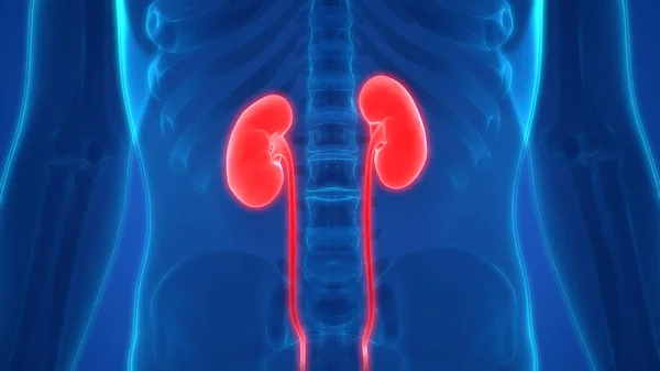 人間の尿系の腎臓と膀胱の解剖学 イラスト — ストック写真