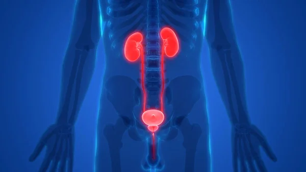 Human Urinary System Kidneys Bladder Anatomy Illustration — Stock Photo, Image