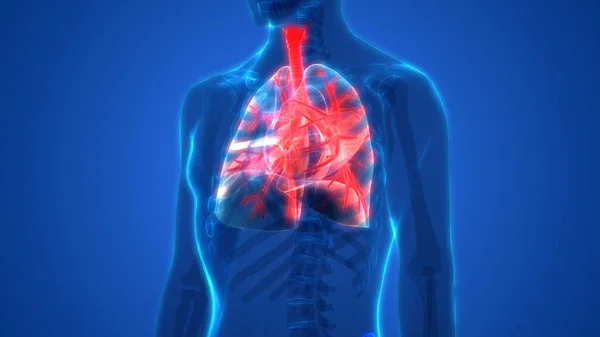 Human Respiratory System Lungs Anatomy — стокове фото