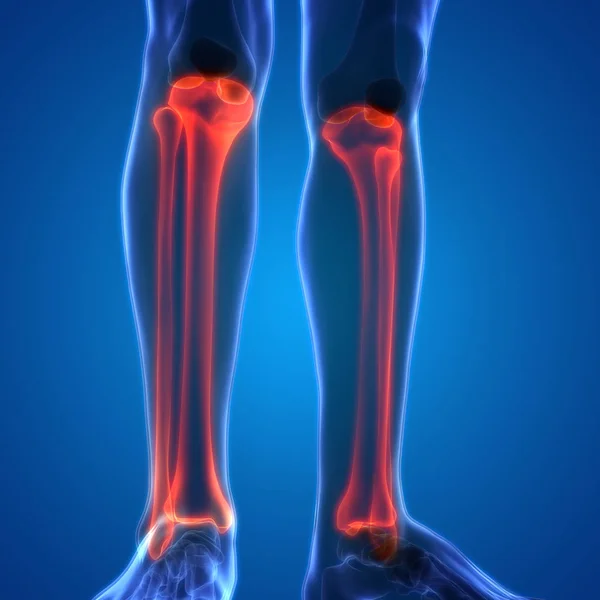 人体骨関節痛 脚関節解剖学 イラスト — ストック写真