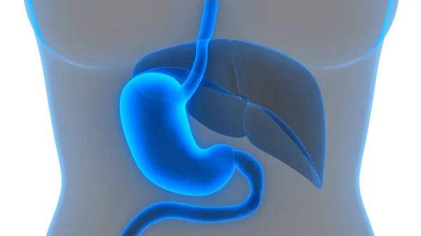 Sistema Digestivo Humano Anatomia Estômago Vista Anterior — Fotografia de Stock