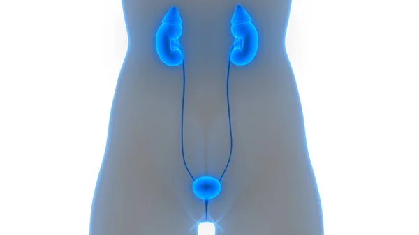 Sistema Urinário Humano Rins Com Anatomia Bexiga Ilustração — Fotografia de Stock