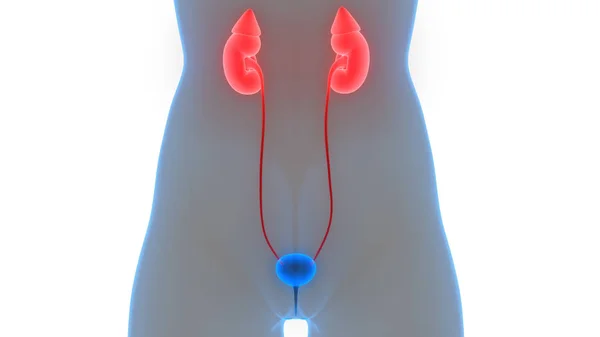 Human Urinary System Kidneys Bladder Anatomy Illustration — стокове фото