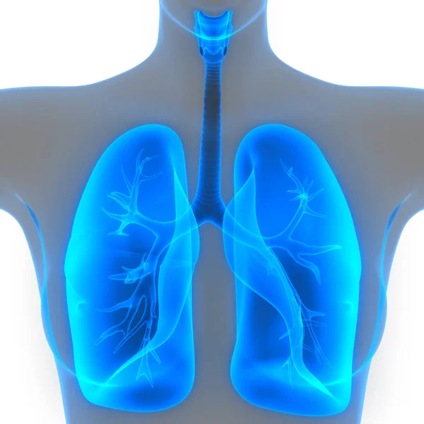 Human Respiratory System Lungs Anatomy — Stock Photo, Image