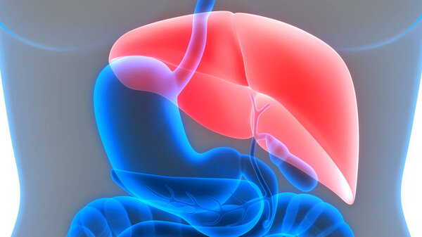 Human Digestive System (Stomach Anatomy). 3D - Illustration