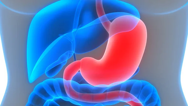Sistema Digestivo Humano Anatomía Estomacal Ilustración — Foto de Stock