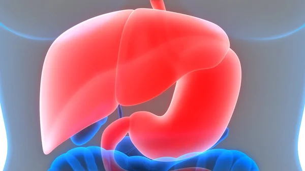 Sistema Digestivo Humano Anatomia Estômago Ilustração — Fotografia de Stock