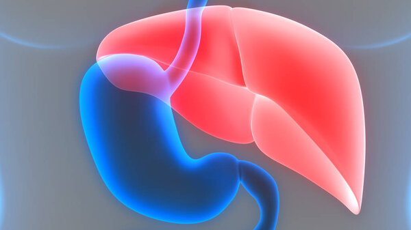 Human Digestive System (Stomach Anatomy). 3D - Illustration