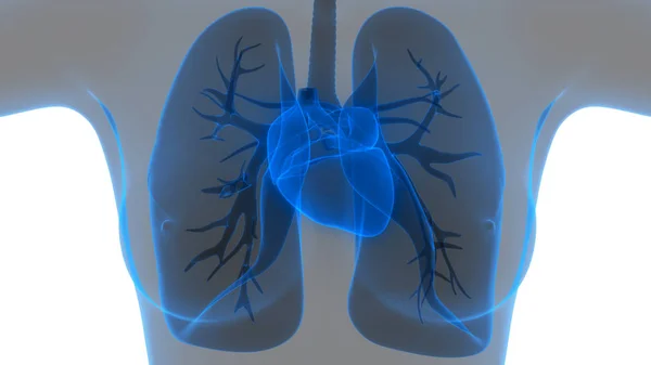 Human Body Organs (Lungs with Heart Anatomy). 3D - Illustration