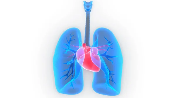 Órganos Del Cuerpo Humano Pulmones Con Anatomía Del Corazón Ilustración — Foto de Stock