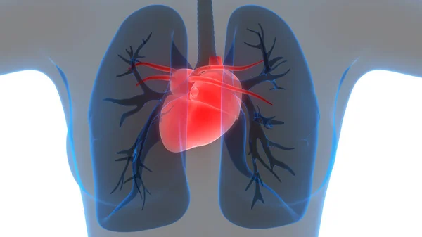 Órgãos Corpo Humano Pulmões Com Anatomia Coração Ilustração — Fotografia de Stock