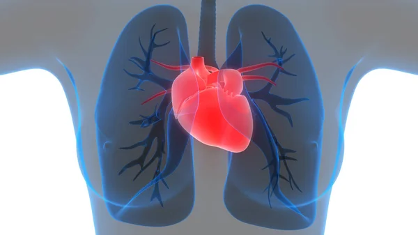 Lidské Orgány Plíce Srdeční Anatomií Ilustrace — Stock fotografie