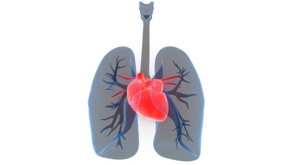 Människokroppens Organ Lungor Med Hjärtats Anatomi Illustration — Stockfoto